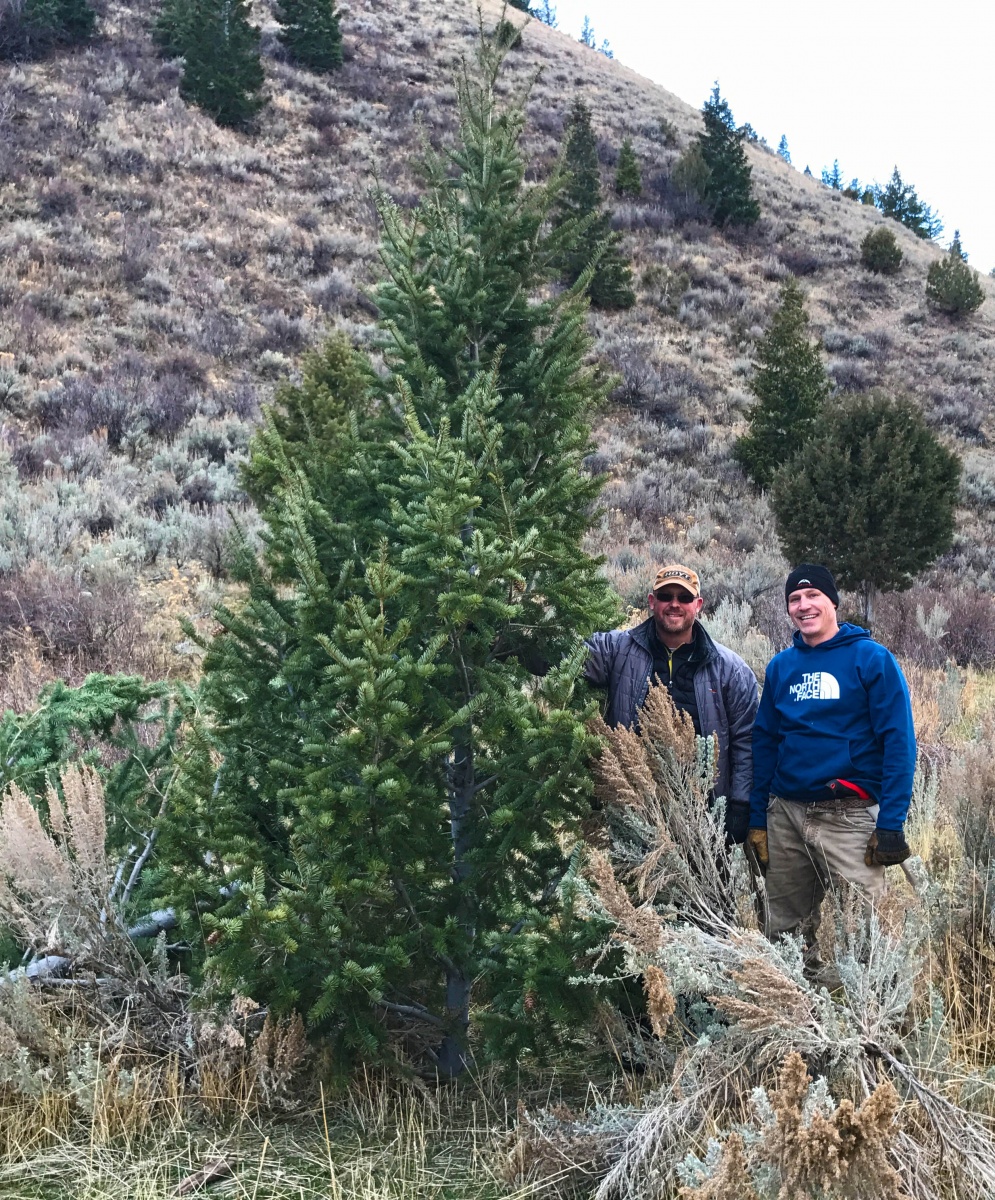Idaho Christmas Tree Permits Bureau of Land Management